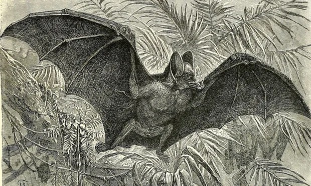 The First Black American Vampire